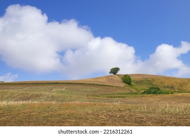 A Lone Tree On A Hill In Ystad, Sweden