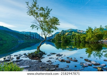 Lone Tree on Llyn Padarn lake in LLanberis at dawn, Wales, UK