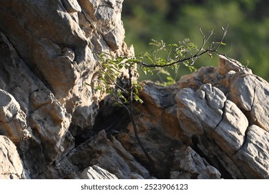 A lone tree on a rock by the Ubonrat Reservoir, Khon Kaen, Thailand. In the evening, the horizon changes color with the sorrow of sunlight. It is a natural beauty. - Powered by Shutterstock