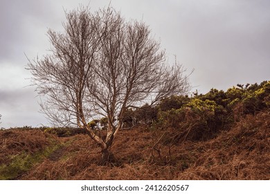 Lone tree on walk on howth cliff path purple loop on Sutton side past martello tower.  A cold winters morning after sunrise with lots of dead brown foliage, ferns and gorse.  Dublin, Ireland.   - Powered by Shutterstock