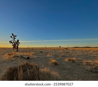 Lone tree in the open during sunrise  - Powered by Shutterstock