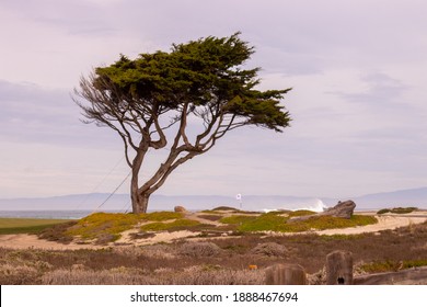 Lone Tree Pebble Beach Golf Course