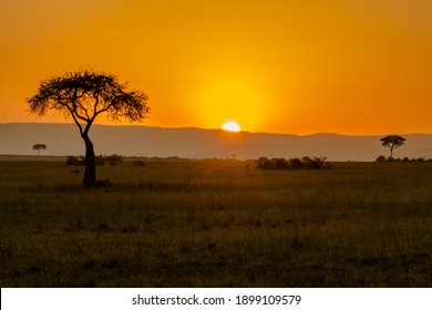 Lone Tree In Savannah During Sunrise In Masai Mara Kenya