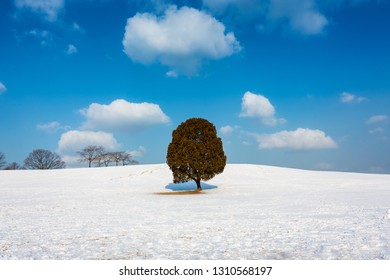 Lone Tree  In Seoul  Park In Winter, South Korea.