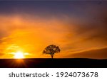 Lone tree silhouette sun set dawn