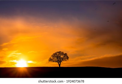 Lone Tree Silhouette Sun Set Dawn