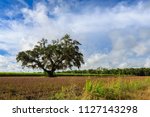 A lone tree sits in a sugar cane field in New Iberia, Louisiana