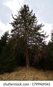 lone tree in small forest