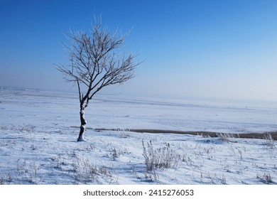 Lone tree in snowed field. Empty nature environment. Winter bright day. Nature landscape