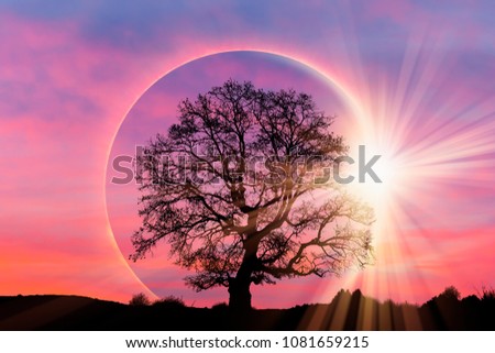 Similar – Light and shadow Tree