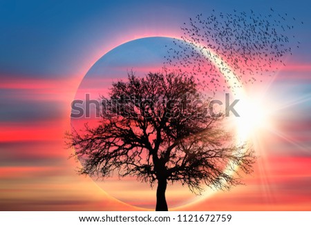 Light and shadow Tree