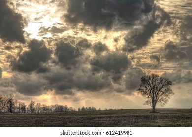 Lone Tree Standing Autumn Canola Field Stock Photo 612419981 | Shutterstock