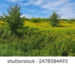 A lone tree standing in a grassy field