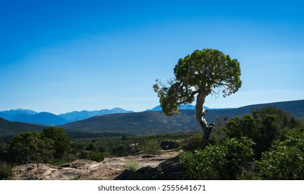 A lone tree stands against the vast, rugged backdrop of Black Canyon of the Gunnison, Colorado, under a vibrant blue sky. - Powered by Shutterstock