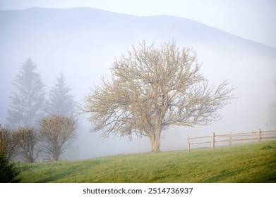 Lone tree stands majestically in grassy field, partially shrouded in morning mist. Soft fog creates serene and ethereal atmosphere, with wooden fence and distant trees barely visible in background. - Powered by Shutterstock