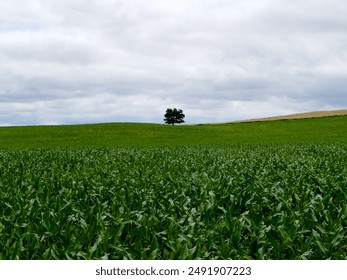 A lone tree stands in the middle of a green cornfield under a cloudy sky. - Powered by Shutterstock