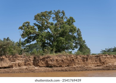 A lone tree stands on an eroded river bank in Madagascar. The tree's lush green foliage contrasts with the barren, muddy riverbank. Madagascar, Africa. - Powered by Shutterstock