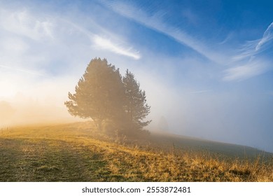 Lone tree stands on a grassy hill during a misty morning - Powered by Shutterstock