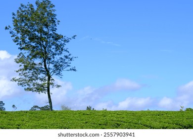 A lone tree stands on a lush green tea plantation under a vibrant blue sky with fluffy white clouds. Peaceful and serene atmosphere. - Powered by Shutterstock