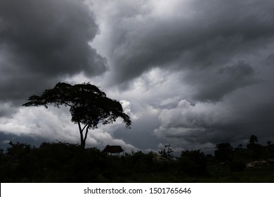 A lone tree stands sentinel like in the face of an oncoming storm