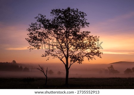A lone tree stands in sharp silhouette against the expansive sky in Canaan Valley, West Virginia. The clean outline of the branches contrasts with the soft gradient of early morning or late‑evening light, creating a dramatic and minimalist composition. Rolling hills and open meadowland form a subtle backdrop, adding depth without distracting from the striking shape of the tree. The scene captures the quiet, open atmosphere of Canaan Valley, emphasizing natural beauty, solitude, and wide‑open Appalachian landscapes.