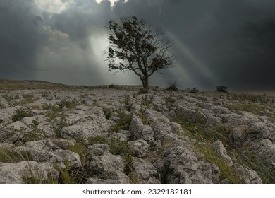 Lone tree stood on a limestone pavement highup in the Yorkshire Dales