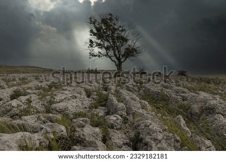 Lone tree stood on a limestone pavement highup in the Yorkshire Dales