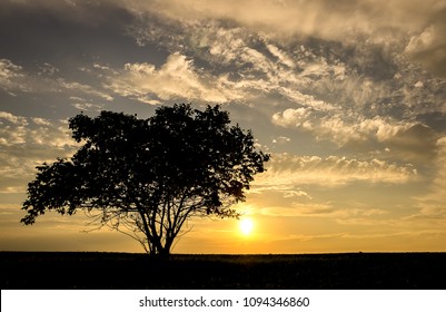 lone tree at sunset