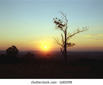Lone Tree at Sunset