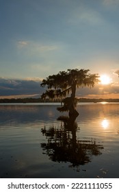 Lone Tree At Sunset Lake Martin Louisiana