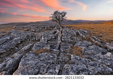 Lone tree at Sunset on Winskill Stones above Langcliffe in the Yorkshire Dales
