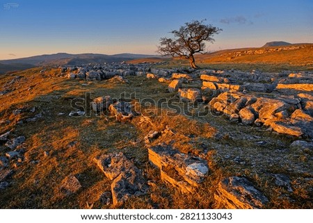 Lone tree at Sunset on Winskill Stones above Langcliffe in the Yorkshire Dales