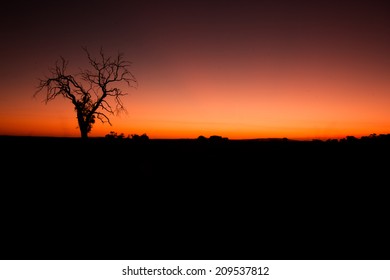 Lone tree at sunset with solid black foreground
