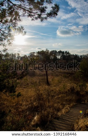 A lone tree surrounded by an area of golden heath land lit by strong sunlight