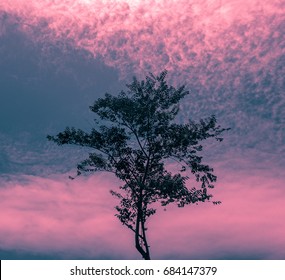 Lone Tree at Twilight