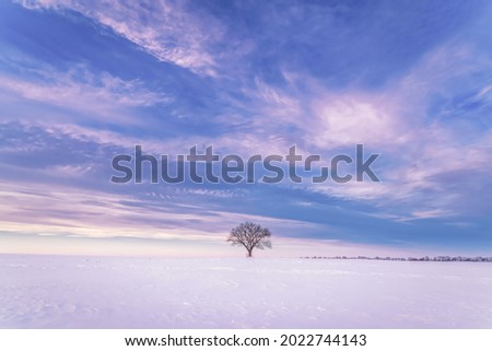 lone tree under blue sky with snowy field in foreground