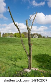 The Lone Tree Used A Land Mark For The Ill Fated Advance Of The Royal Newfoundland Regiment At The Somme