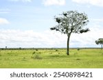 Lone Tree in the Vast African Savanna on a Clear Day, Scenic Landscape Photography of Open Grassland and Blue Sky