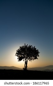 Lone Tree - Vertical