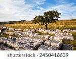 Lone tree at Wilskill Stones with Pen Y Ghent beyond, Settle, Yorkshire, England, United Kingdom, Europe