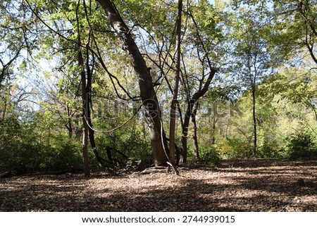 The Lone Tree in the Woods