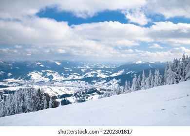 Lone Trees Covered With Winter Snow On Mountain Side