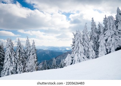 Lone Trees Covered With Winter Snow On Mountain Side