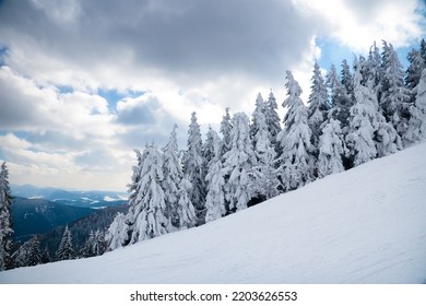 Lone Trees Covered With Winter Snow On Mountain Side