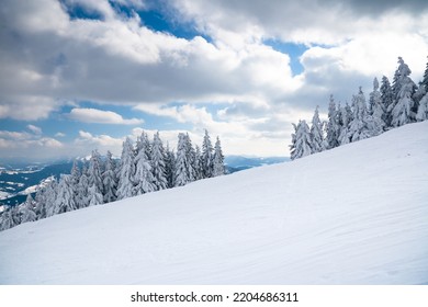 Lone Trees Covered With Winter Snow On Mountain Side