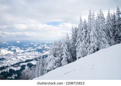 Lone Trees Covered With Winter Snow On Mountain Side