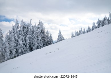 Lone Trees Covered With Winter Snow On Mountain Side