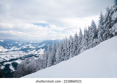 Lone Trees Covered With Winter Snow On Mountain Side