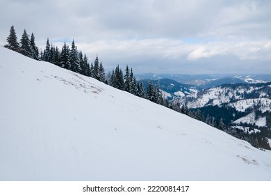 Lone Trees Covered With Winter Snow On Mountain Side