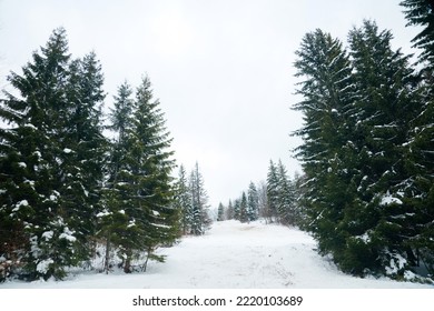 Lone Trees Covered With Winter Snow On Mountain Side